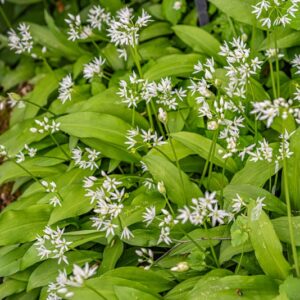 ALLIUM URSINUM, AGLIO ORSINO, AMARYLLIDACEAE - 7347