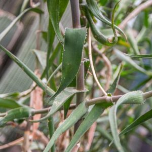 ALOE CILIARIS, HAW, XANTHORRHOEACEAE, SUDAFRICA - 7448