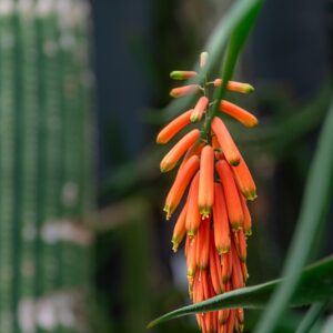 ALOE CILIARIS, HAW, XANTHORRHOEACEAE, SUDAFRICA - 7456