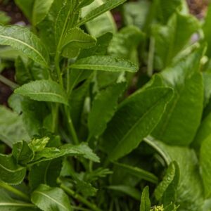 ARMORACIA RUSTICANA, G GAERTH, B MEY, RAFANO, HORSERADISH, BRASSICACEAE, EUROPA ORIENTALE - 7421