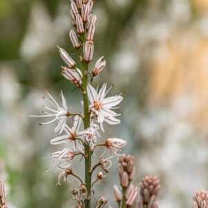 ASPHODELUS RAMOSUS, L, ASFODELO MEDITERRANEO, BRANCHED ASHODE, ASPHODELACEAE, STENOMEDITERRANEA - 7428