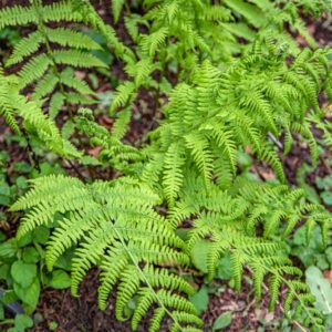 ATHYRIUM FILIX-FOEMINA, SCHOTT, FELCE FEMMINA, LADY FERN, ATHYRIACEAE, EURASIATICA SUBCOSMOPOLITA - 7389