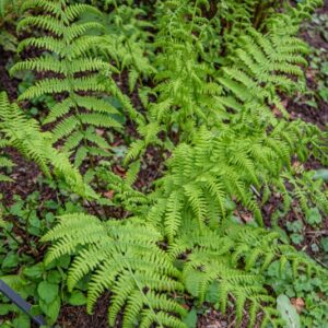 ATHYRIUM FILIX-FOEMINA, SCHOTT, FELCE FEMMINA, LADY FERN, ATHYRIACEAE, EURASIATICA SUBCOSMOPOLITA - 7390
