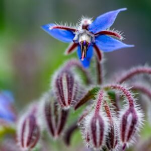 BORAGO OFFICINALIS, L, BORRAGINE, BEE BREAD, EURIMEDITERRANEA, BORRAGINACEAE - 7277