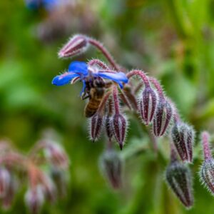 BORAGO OFFICINALIS, L, BORRAGINE, BEE BREAD, EURIMEDITERRANEA, BORRAGINACEAE - 7278