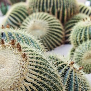 ECHINOCACTUS - GRUSONII - CACTACEAE - 1586