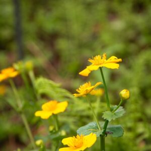 CALTHA PALUSTRIS, L, CALTA PALUSTRE, MARSH MARIGOLD, RANUNCOLACEAE, CIRCUMBOREALE - 7387