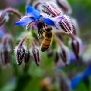 BORAGO OFFICINALIS, L, BORRAGINE, BEE BREAD, EURIMEDITERRANEA, BORRAGINACEAE - 7280