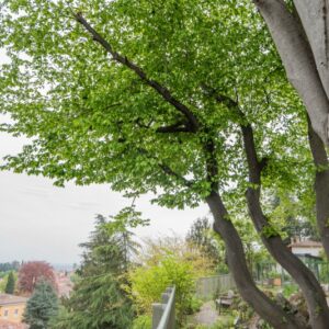 CARPINUS BETULUS, L, CARPINO BIANCO, COMMON HORNBEAM, EUROPA, CAUCASO - 7356