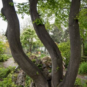 CARPINUS BETULUS, L, CARPINO BIANCO, COMMON HORNBEAM, EUROPA, CAUCASO - 7355