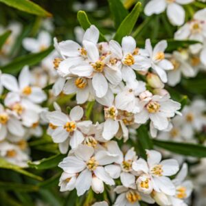CHOISYA TERNATA, ARANCIO DEL MESSICO, MEXICAN ORANGE, MESSICO, RUTACEAE - 7315
