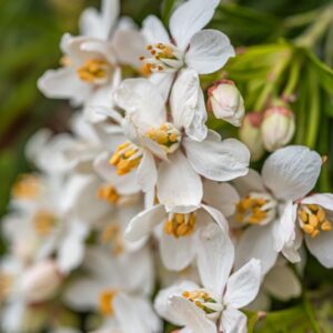 CHOISYA TERNATA, ARANCIO DEL MESSICO, MEXICAN ORANGE, MESSICO, RUTACEAE - 7317