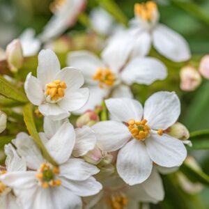 CHOISYA TERNATA, ARANCIO DEL MESSICO, MEXICAN ORANGE, MESSICO, RUTACEAE - 7318                                                                                                                                                            - 7318