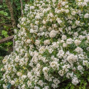 CHOISYA TERNATA, ARANCIO DEL MESSICO, MEXICAN ORANGE, MESSICO, RUTACEAE - 7316