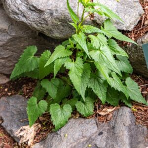 CICERBITA ALPINA, L, WALLR, CICERBITA VIOLETTA, ALPINE SOW-THISTLE, OROFITA EUROPEA - 7364