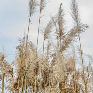 CORTADERIA SELLOANA, SCHULT & AMP, ERBA DELLE PAMPAS PAMPAS GRASS, AMERICA MERIDIONALE - 7415
