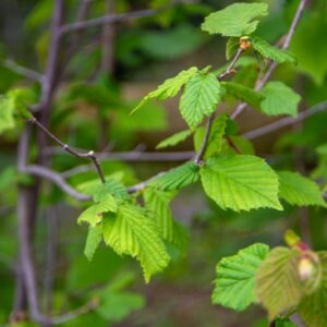 CORYLUS AVELLANA, L, NOCCIOLO, BETULLACEAE, EUROPA - 7361