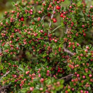 COTONEASTER HORIZONTALIS, COTOGNASTRO PROSTATO, ROCKSPRAY COTONEASTER, ASIA, CHINA, CINA, NEPAL - 7338