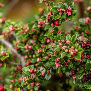 COTONEASTER HORIZONTALIS, COTOGNASTRO PROSTATO, ROCKSPRAY COTONEASTER, ASIA, CHINA, CINA, NEPAL - 7340