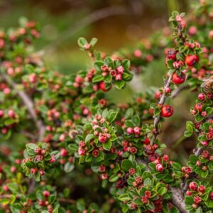 COTONEASTER HORIZONTALIS, COTOGNASTRO PROSTATO, ROCKSPRAY COTONEASTER, ASIA, CHINA, CINA, NEPAL - 7339