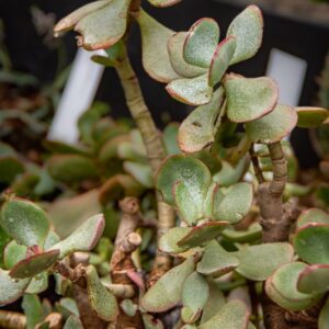 CRASSULA ARBORESCENS, WILD, CRASSULACEAE, SUD AFRICA - 7444