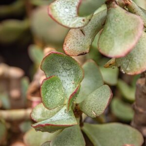 CRASSULA ARBORESCENS, WILD, CRASSULACEAE, SUD AFRICA - 7445