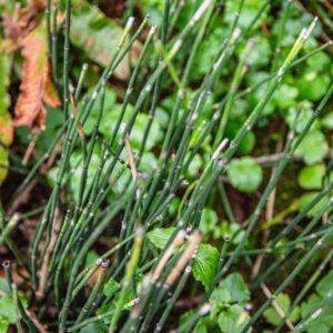EQUISETUM HYEMALE, L, EQUISETO INVERNALE, ROUGH HORSETAIL, EQUISETACEAE, CIRCUMBOREALE - 7378