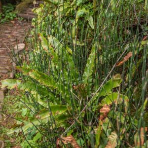 EQUISETUM HYEMALE, L, EQUISETO INVERNALE, ROUGH HORSETAIL, EQUISETACEAE, CIRCUMBOREALE - 7378
