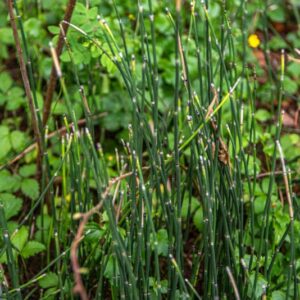 EQUISETUM HYEMALE, L, EQUISETO INVERNALE, ROUGH HORSETAIL, EQUISETACEAE, CIRCUMBOREALE - 7379