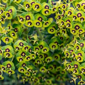 EUPHORBIA CHARACIAS, L, EUFORBIA CESPUGLIOSA, MEDITERRANEAN SPUNGE, STENOMEDITERRANEA - 7320