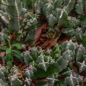 EUPHORBIA RESINIFERA BERG, EUPHORBIACEAE, ISOLE CANARIE, MAROCCO - 7441