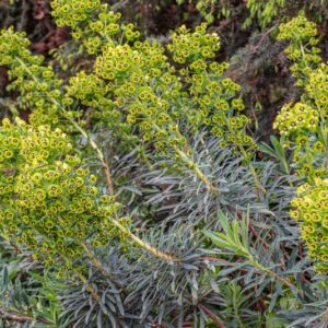 EUPHORBIA CHARACIAS, L, EUFORBIA CESPUGLIOSA, MEDITERRANEAN SPUNGE, STENOMEDITERRANEA - 7325