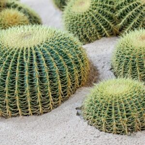 ECHINOCACTUS - GRUSONII - CACTACEAE - 1587