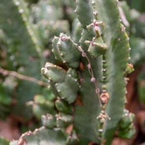 EUPHORBIA RESINIFERA BERG, EUPHORBIACEAE, ISOLE CANARIE, MAROCCO - 7442