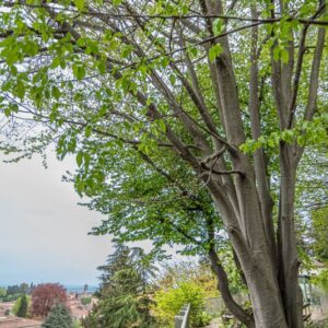 FAGUS SYLVATICA, L, FAGGIO, EUROPEAN BEECH, EUROPA CENTRALE - 7359