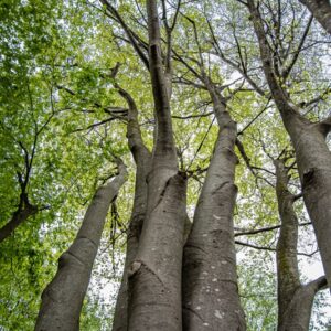 Fagus sylvatica, L, Faggio, European beech, Europa centrale