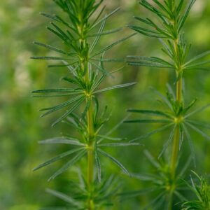 GALIUM VERUM, L, CAGLIO ZOLFINO, LADY'S BEDSTRAW, EURASIATICA - 7343