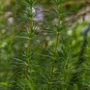 GALIUM VERUM, L, CAGLIO ZOLFINO, LADY'S BEDSTRAW, EURASIATICA - 7344