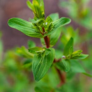 HYPERICUM PERFORATUM, L, ERBA DI SAN GIOVANNI COMUNE, COMMON ST JOHN'S WORTH, PALEOTEMPERATA - 7287