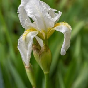 IRIS PSEUDOPUMILA, GIAGGIOLO SICILIANO, SOUTHERN DWARF IRIS, ENDEMICA ITALICA - 7322