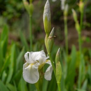 IRIS PSEUDOPUMILA, GIAGGIOLO SICILIANO, SOUTHERN DWARF IRIS, ENDEMICA ITALICA - 7323