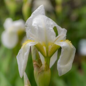 IRIS PSEUDOPUMILA, GIAGGIOLO SICILIANO, SOUTHERN DWARF IRIS, ENDEMICA ITALICA - 7324