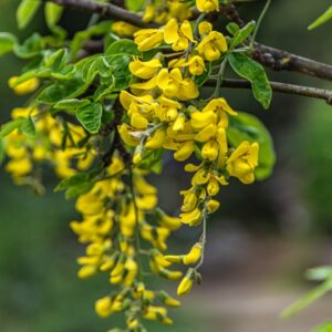 LABURNUM ANAGYROIDES, MEDIK, MAGGIOCIONDOLO COMUNE, GOLDEN RAIN, FABACEAE, EUROPA MERIDIONALE - 7393