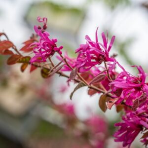 LOROPETALUM CHINENSE, R BR OLIV, VAR RUBRUM, LOROPETALUM, CHINESE FRINGE FLOWER, ASIA ORIENTALE - 7311