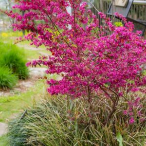LOROPETALUM CHINENSE, R BR OLIV, VAR RUBRUM, LOROPETALUM, CHINESE FRINGE FLOWER, ASIA ORIENTALE - 7312