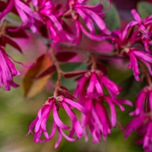 LOROPETALUM CHINENSE, R BR OLIV, VAR RUBRUM, LOROPETALUM, CHINESE FRINGE FLOWER, ASIA ORIENTALE - 7313