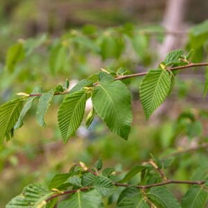 OSTRYA CARPINIFOLIA, SCOP, CARPINO NERO, EUROPEAN HOP-HORNBEAM, PONTICA - 7352
