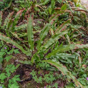 PHYLLITIS SCOLOPENDRIUM, L, SSP SCOLOPENDRIUM, LINGUA CERVINA, HART'S TONGUE FERN, ASPLENIACEAE, CIRCUMBOREALE - 7381