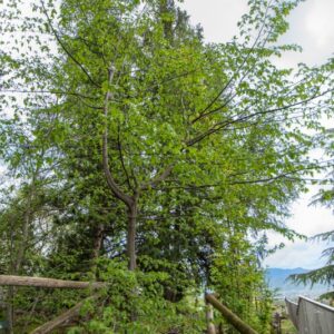 OSTRYA CARPINIFOLIA, SCOP, CARPINO NERO, EUROPEAN HOP-HORNBEAM, PONTICA - 7353
