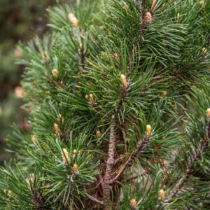 PINUS MUGO, BARANCIO, DWARF MOUNTAIN PINE, OROFITA EURASIATICA - 7366